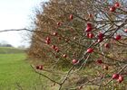 winterliche Hecke mit Hagebutten