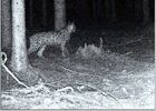 Luchs