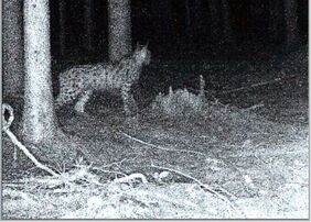 Luchs
