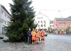 ein prächtiger Baum