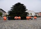 prächtiger Christbaum