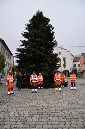 prächtiger Christbaum