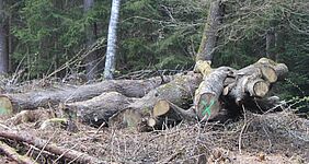 Totholz als Lebensraum